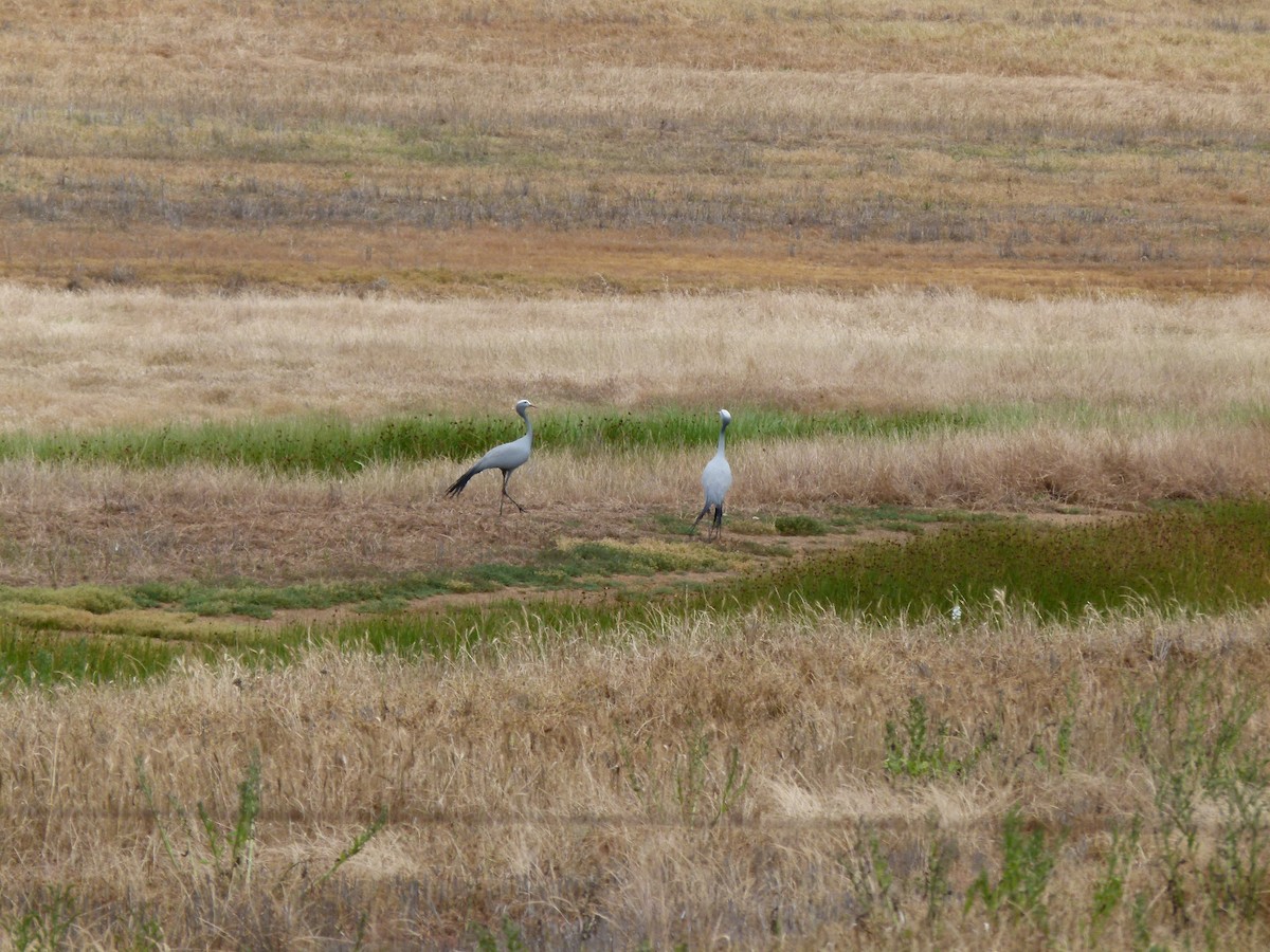 Grulla del Paraíso - ML611401343