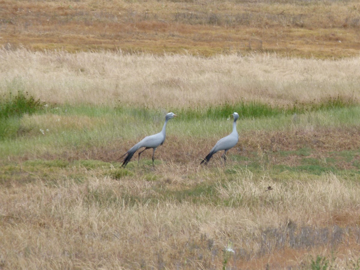 Grulla del Paraíso - ML611401346