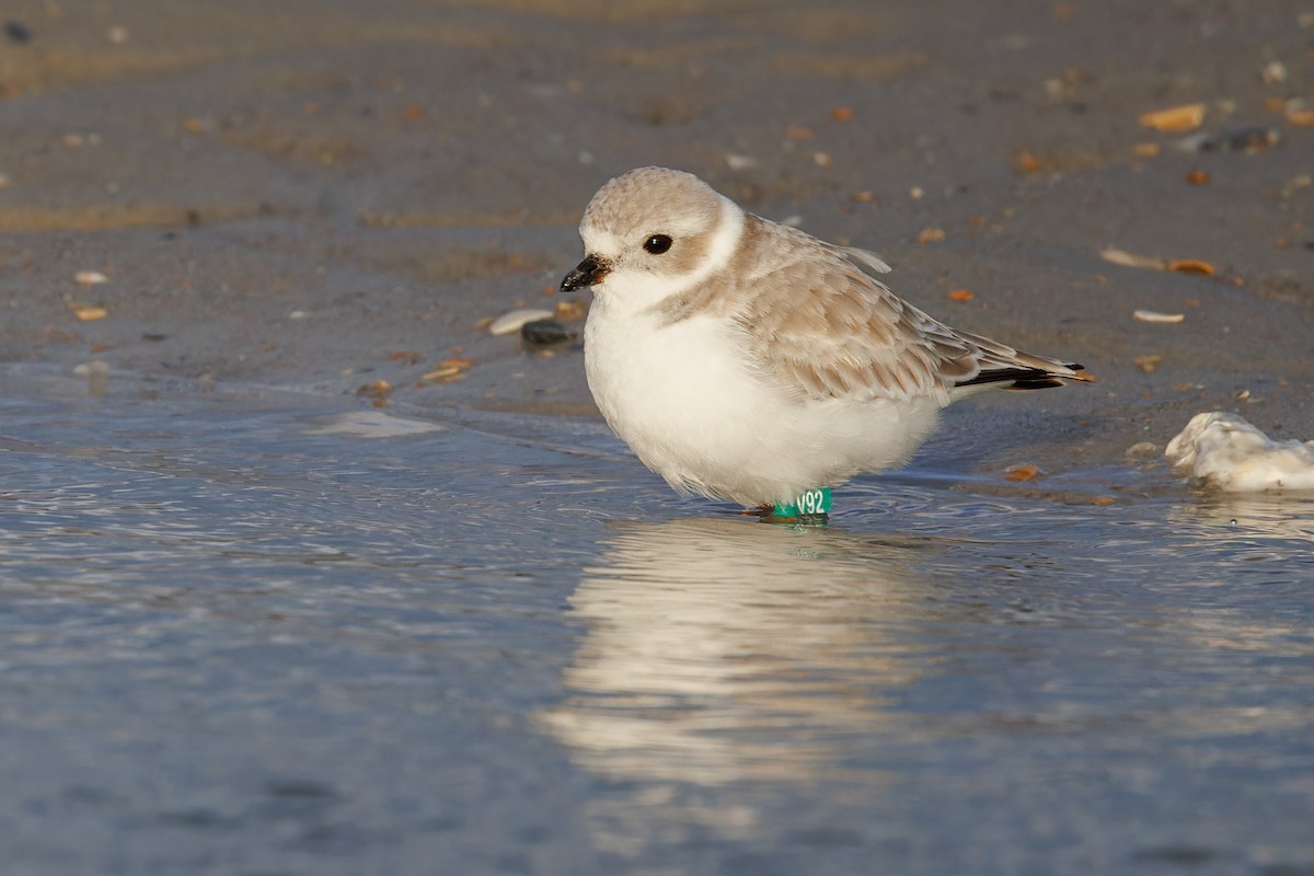 Piping Plover - ML611401398