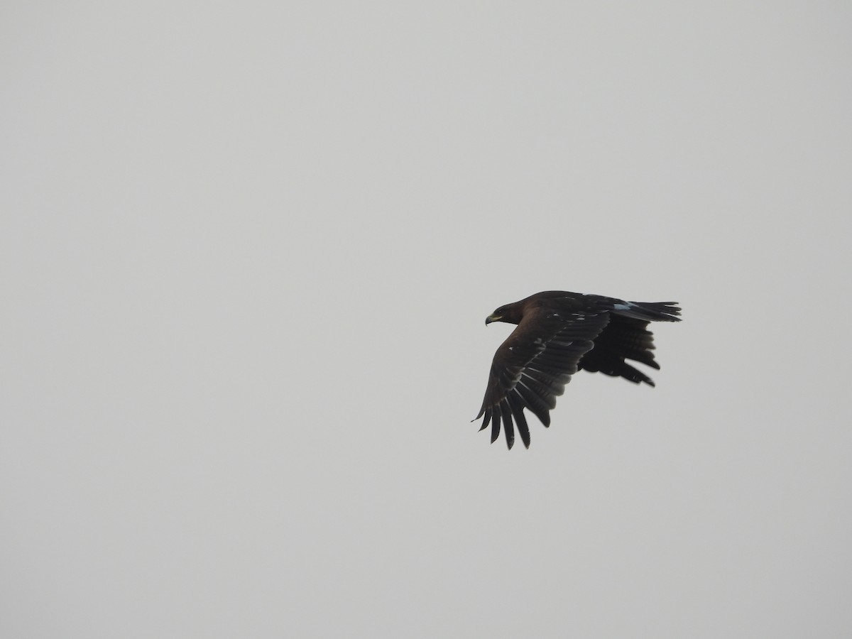 Greater Spotted Eagle - ML611401490