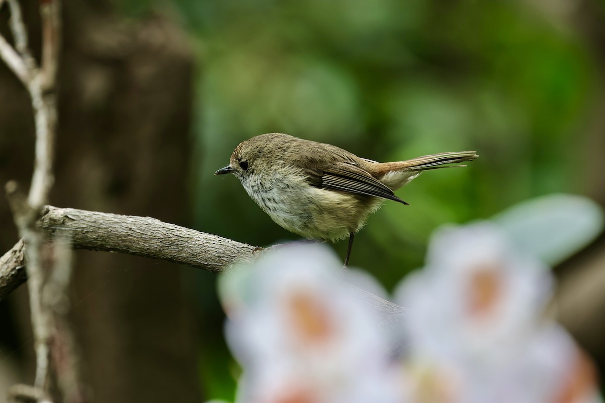 Brown Thornbill - ML611401492