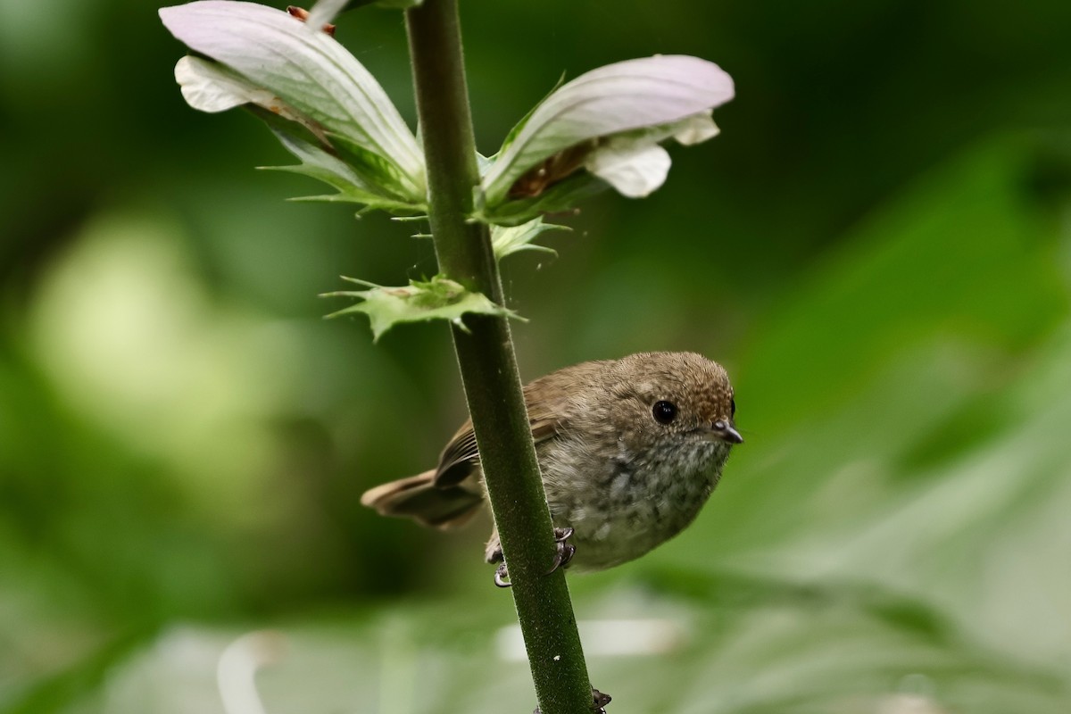 Brown Thornbill - Anonymous