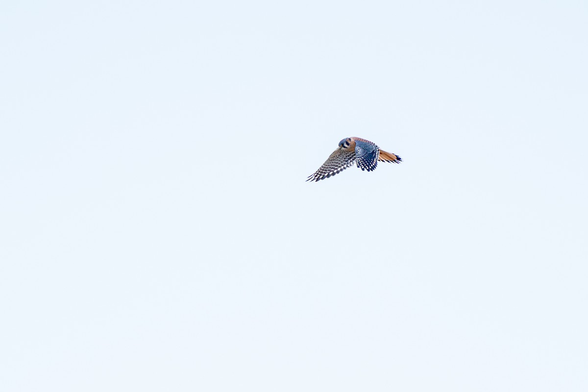 American Kestrel - ML611401525