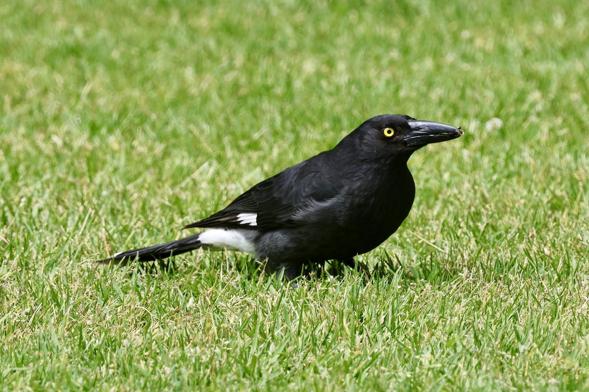 Pied Currawong - ML611401530