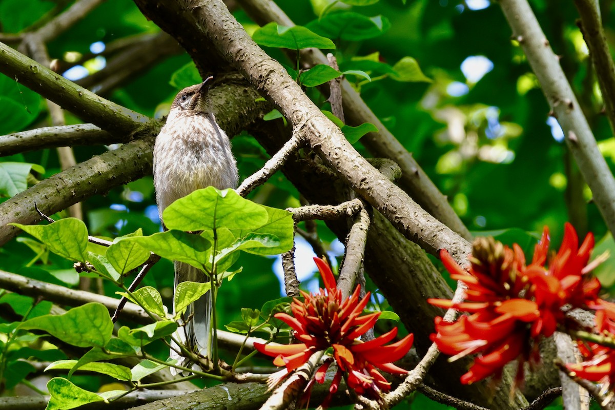 Red Wattlebird - ML611401660