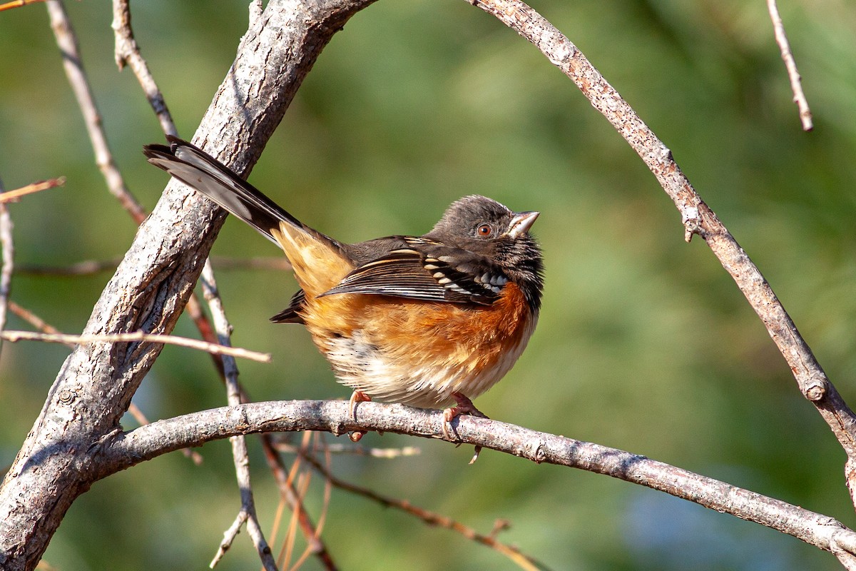 Spotted Towhee - Tom Foley