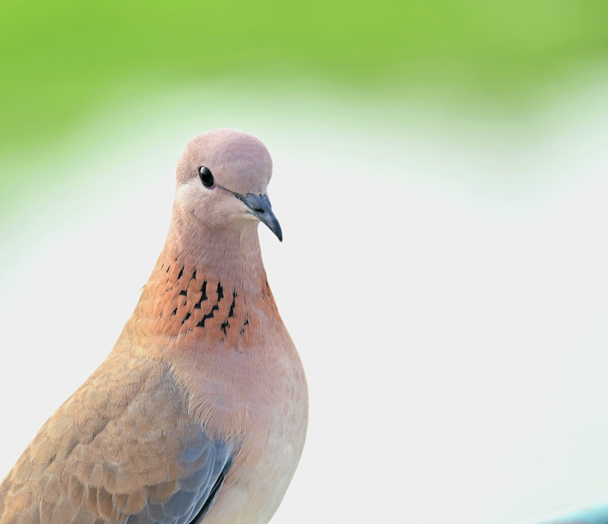 Laughing Dove - ML611401739