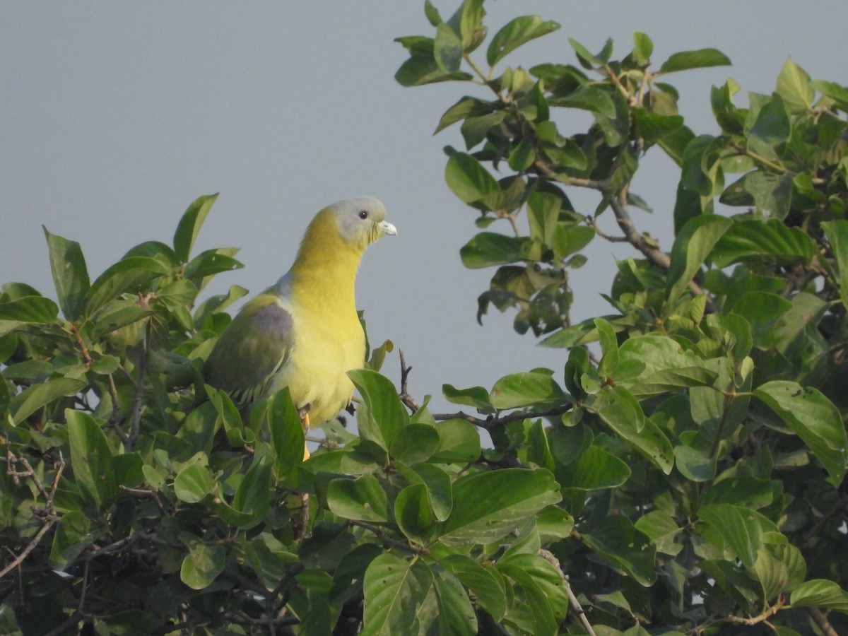 Yellow-footed Green-Pigeon - ML611401800
