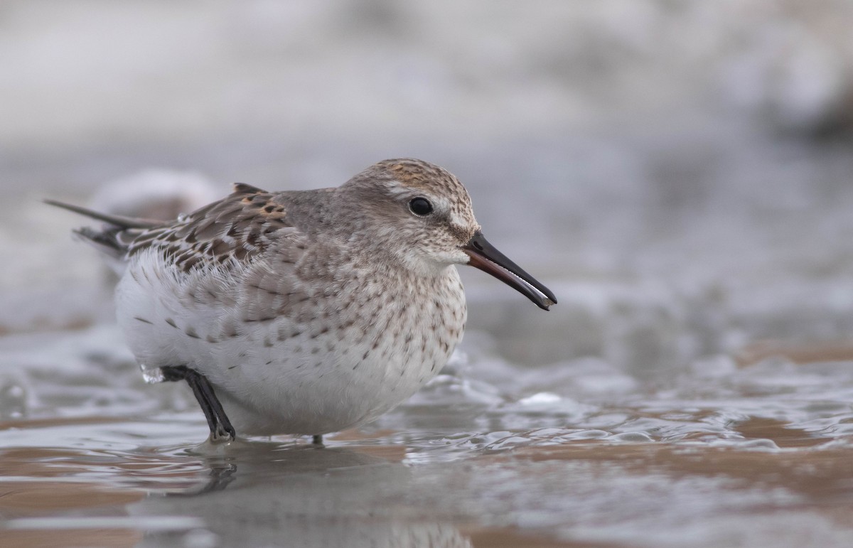 White-rumped Sandpiper - ML611401801