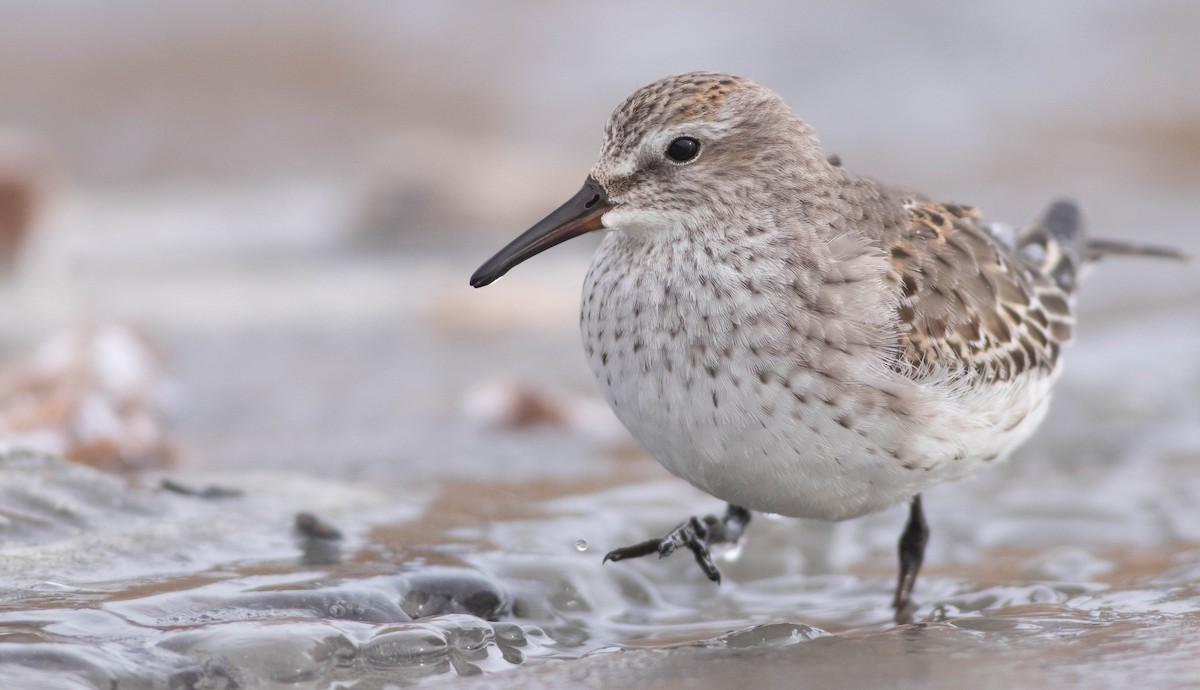 White-rumped Sandpiper - Logan Baldwin