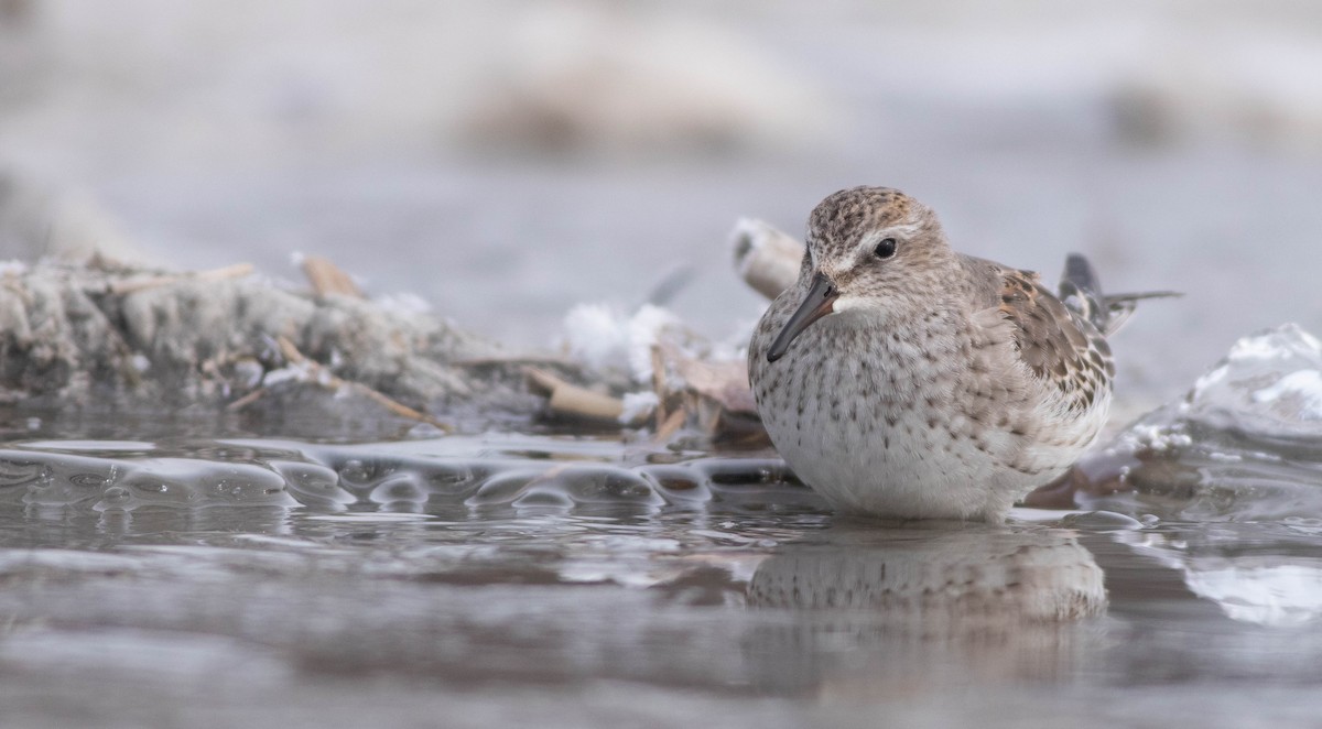 White-rumped Sandpiper - Logan Baldwin