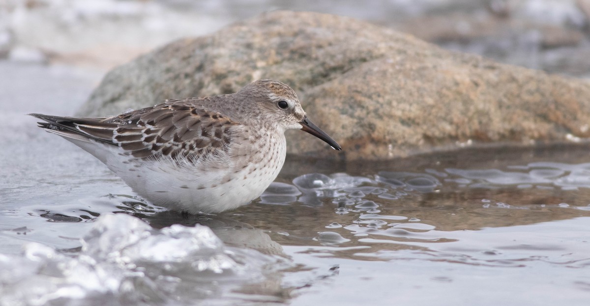 White-rumped Sandpiper - ML611401804