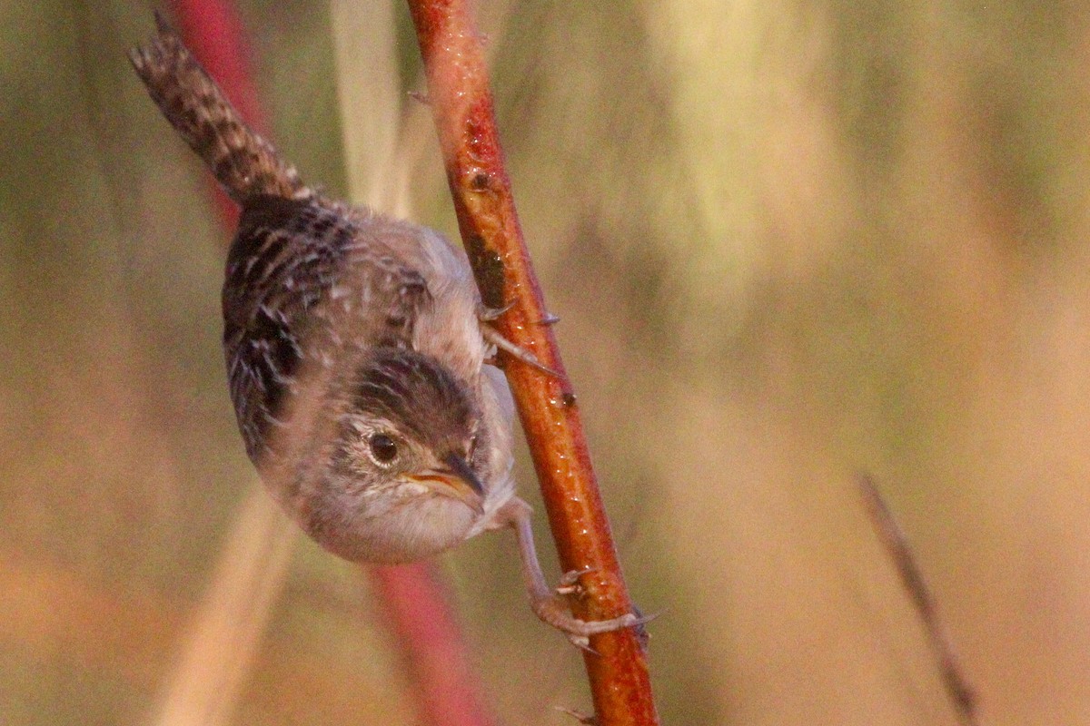 Sedge Wren - Alex Marine