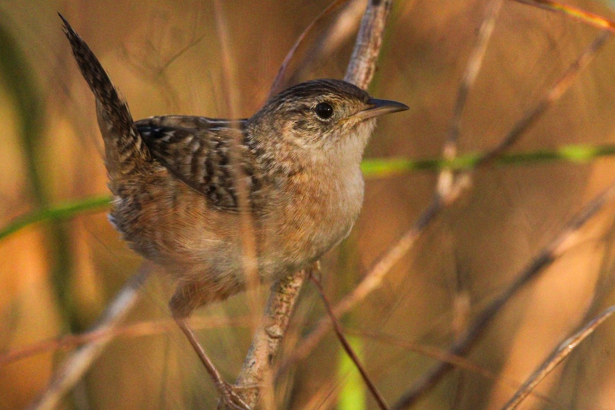 Sedge Wren - Alex Marine