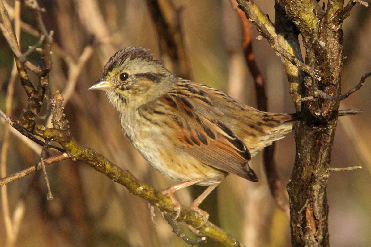 Swamp Sparrow - ML611401841