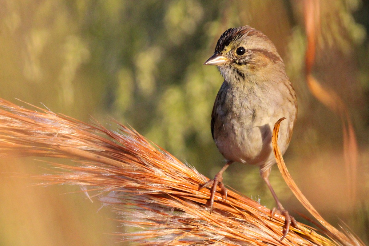 Swamp Sparrow - Alex Marine