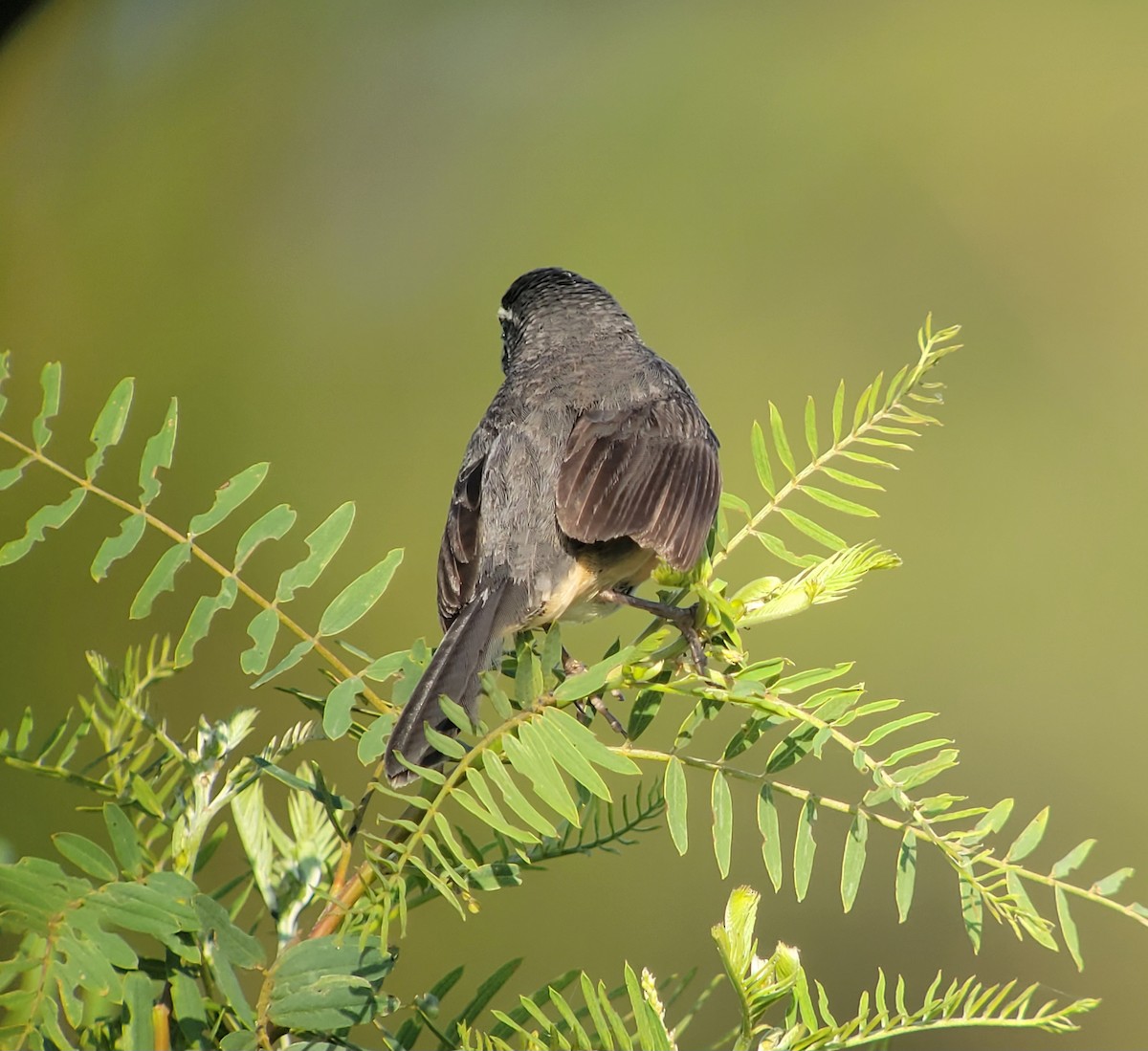 Black-and-rufous Warbling Finch - ML611402127