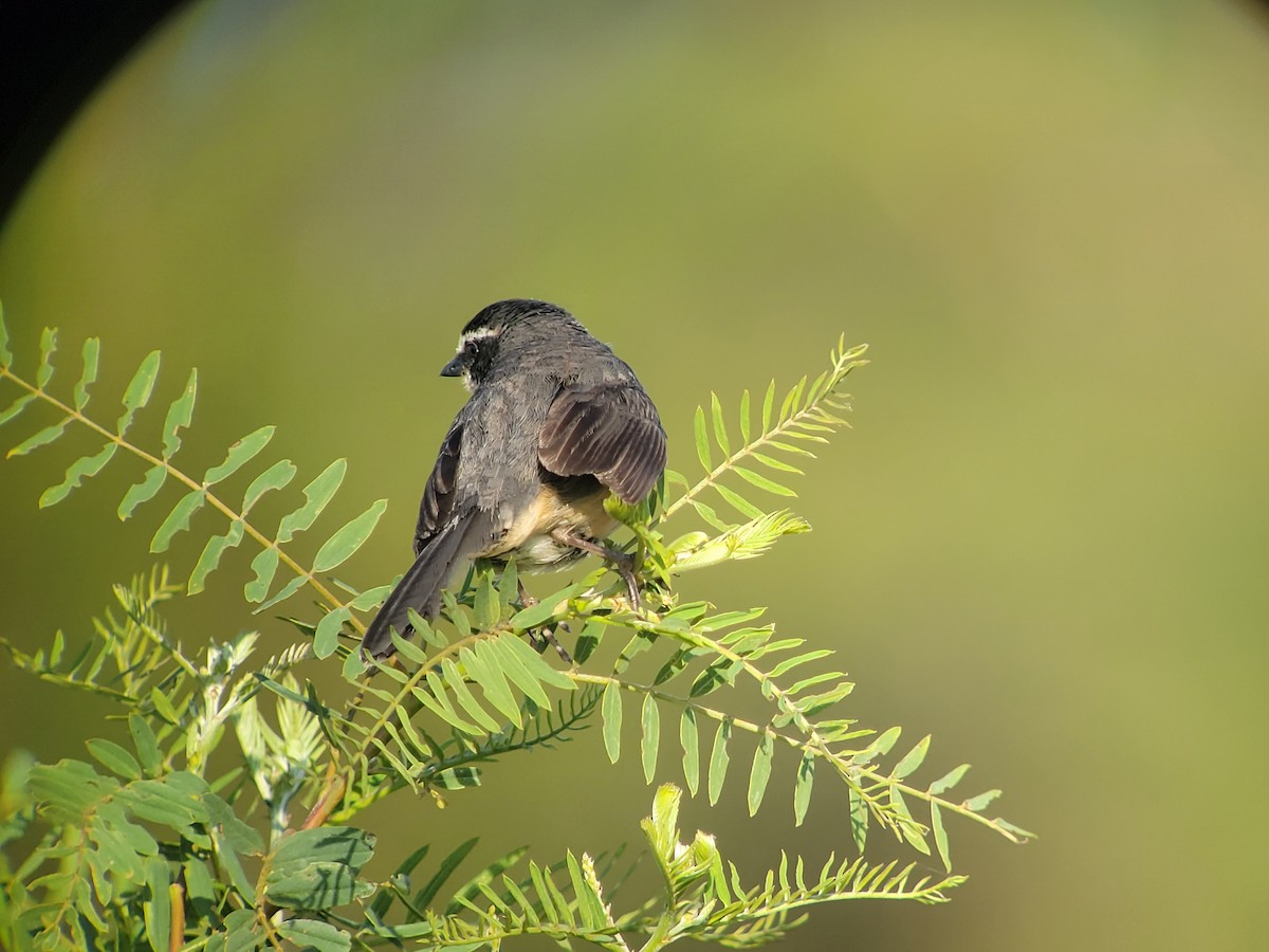 Black-and-rufous Warbling Finch - ML611402128