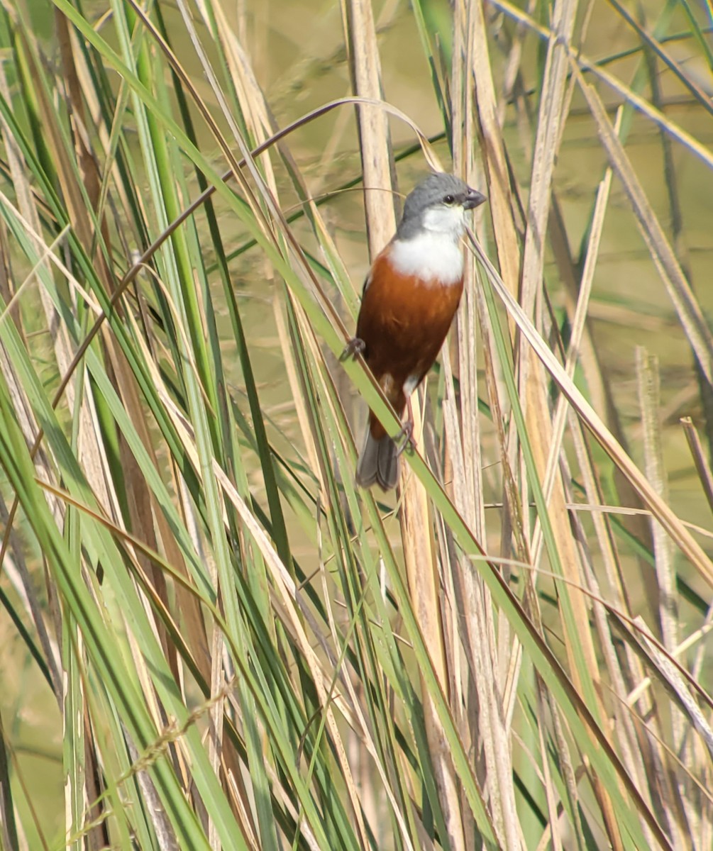 Marsh Seedeater - ML611402207