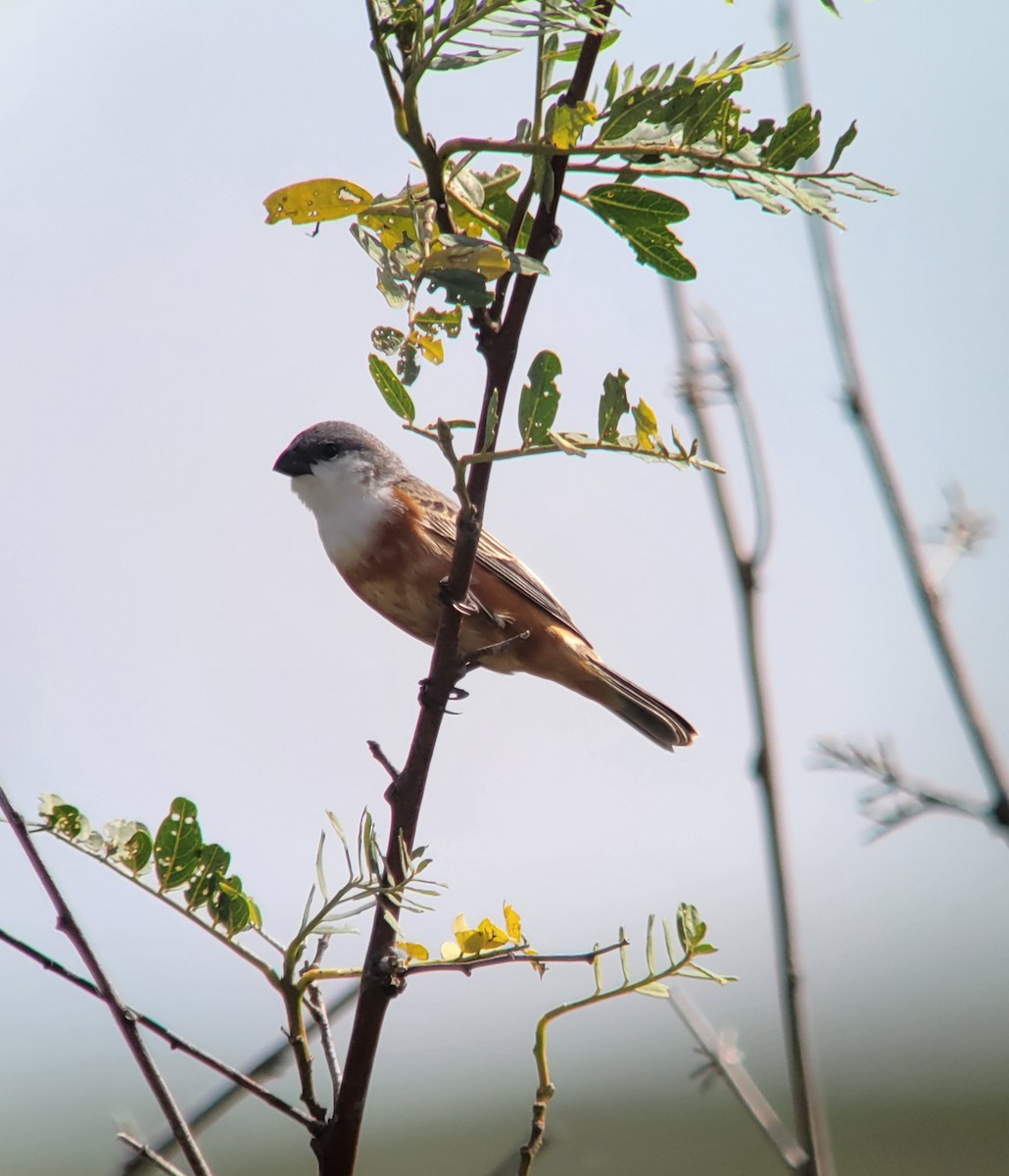 Marsh Seedeater - ML611402208