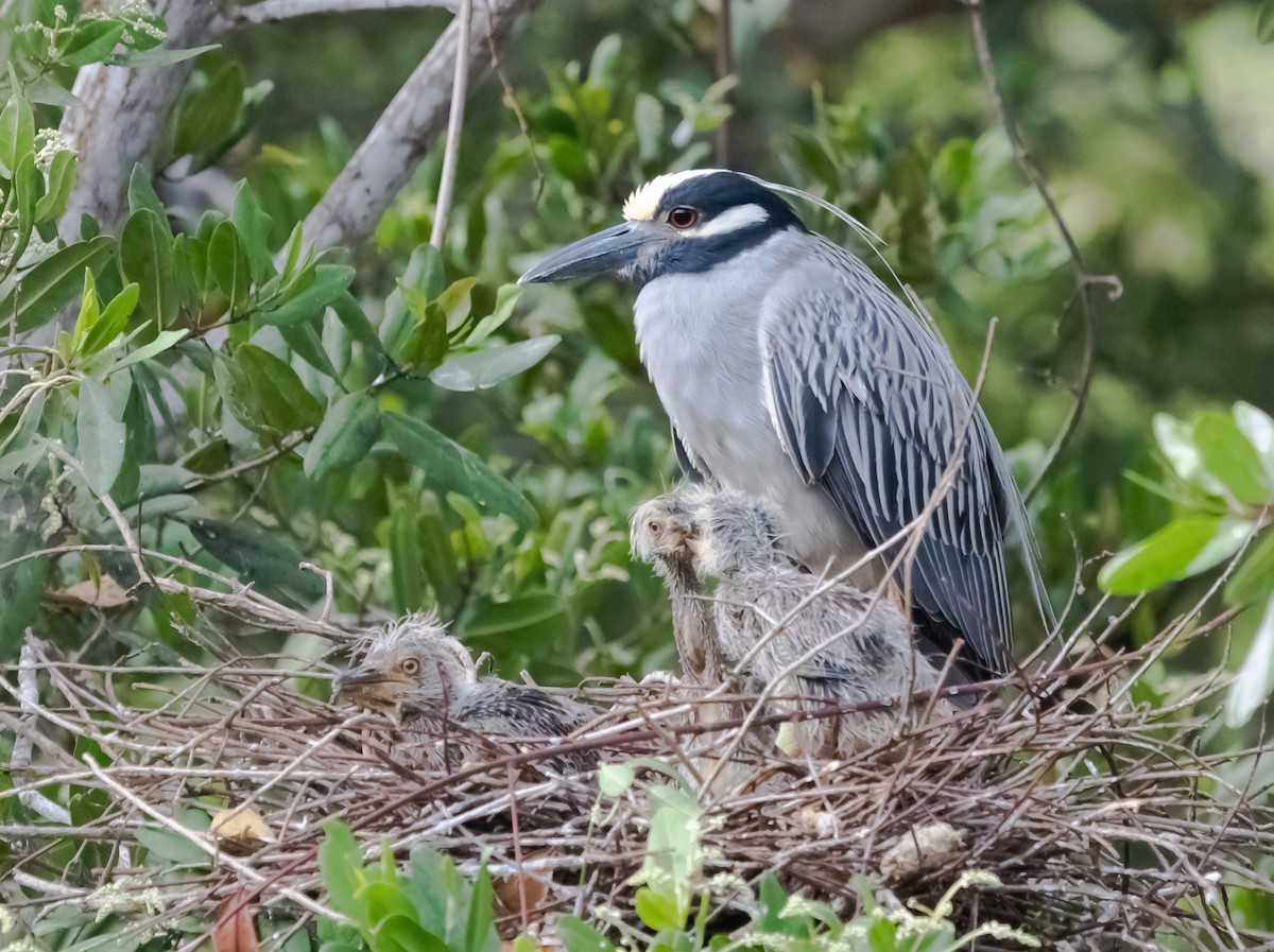 Yellow-crowned Night Heron - Lugo castellanos hernandez