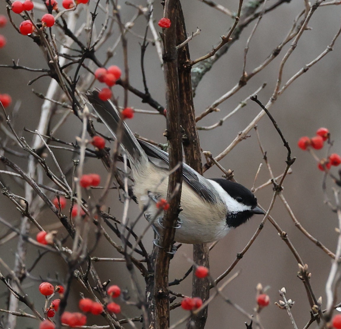 Black-capped Chickadee - ML611402326