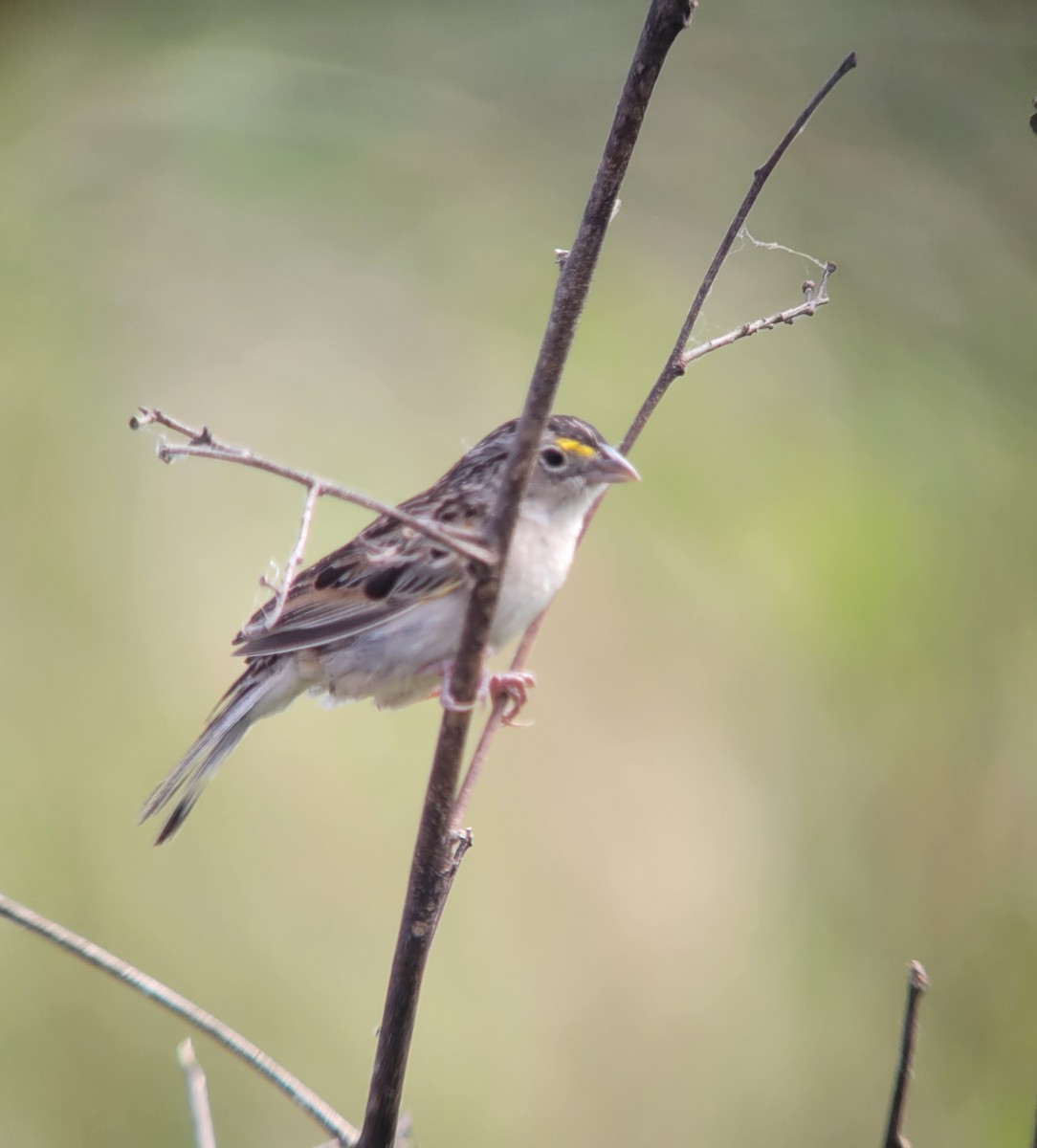 Grassland Sparrow - ML611402422