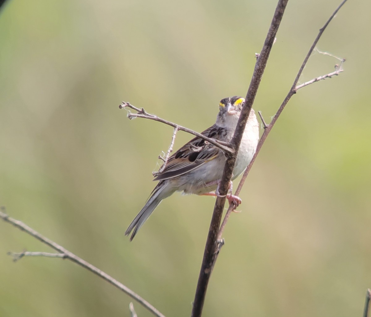 Grassland Sparrow - ML611402423