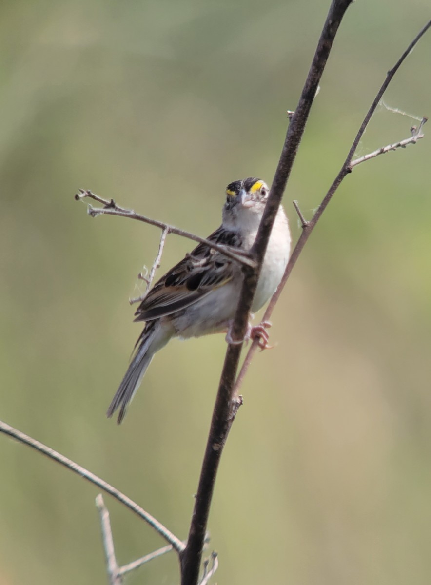 Grassland Sparrow - ML611402424