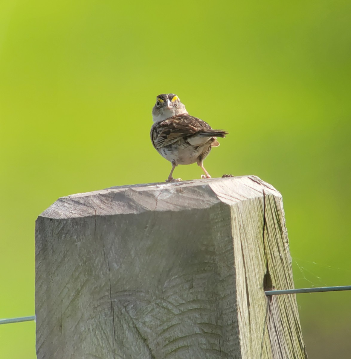 Grassland Sparrow - ML611402425