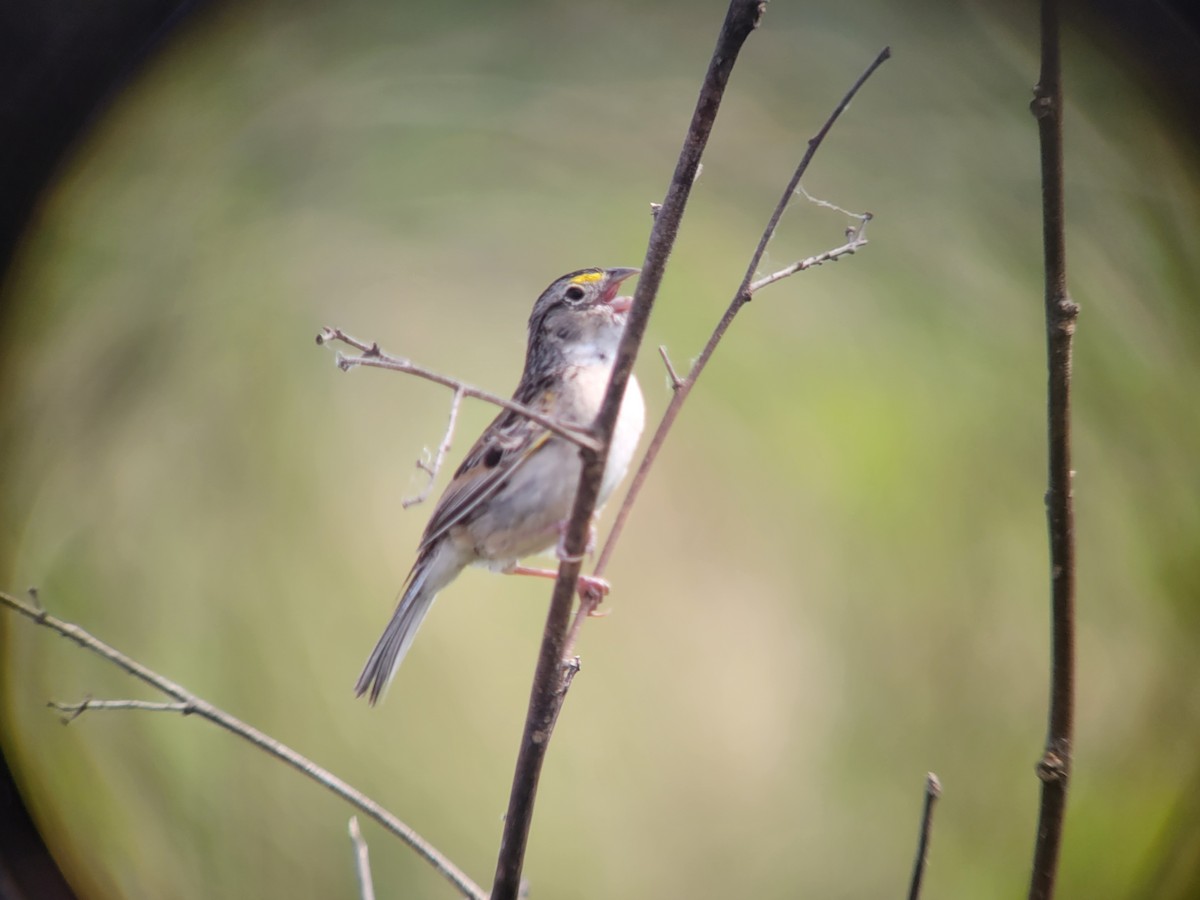 Grassland Sparrow - ML611402426