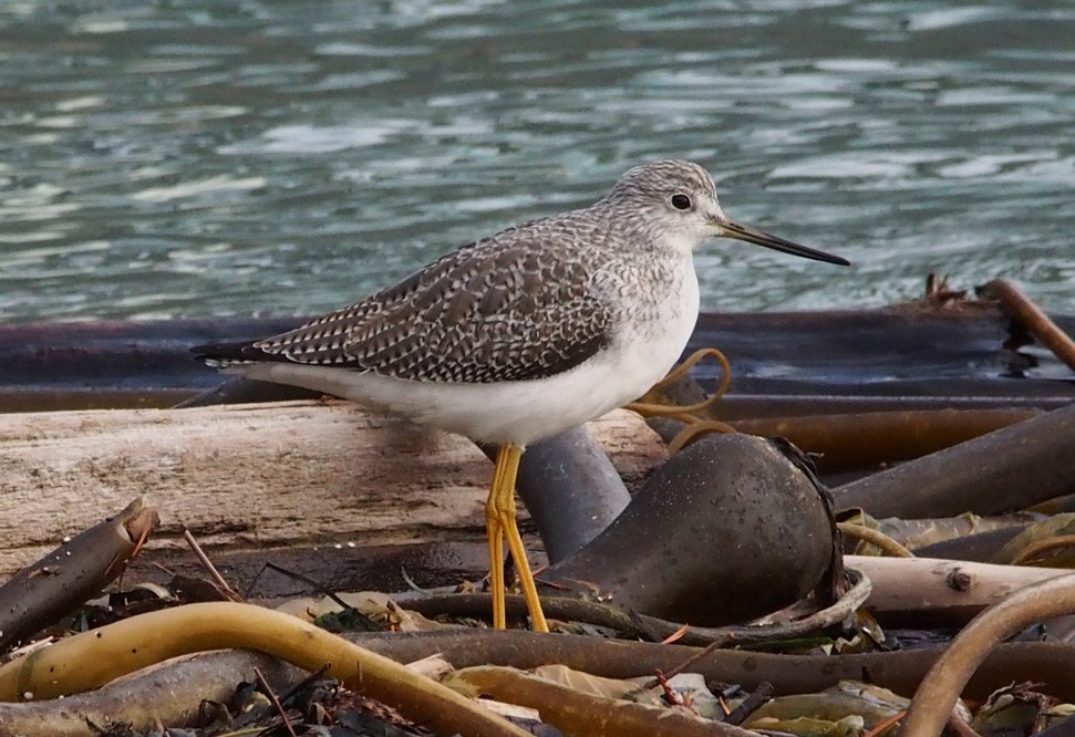 plystresnipe - ML611402445