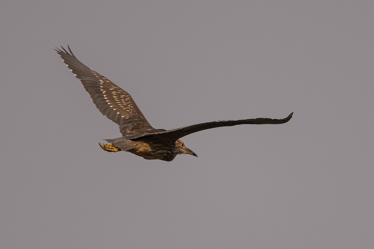 Black-crowned Night Heron - Stephen Davies