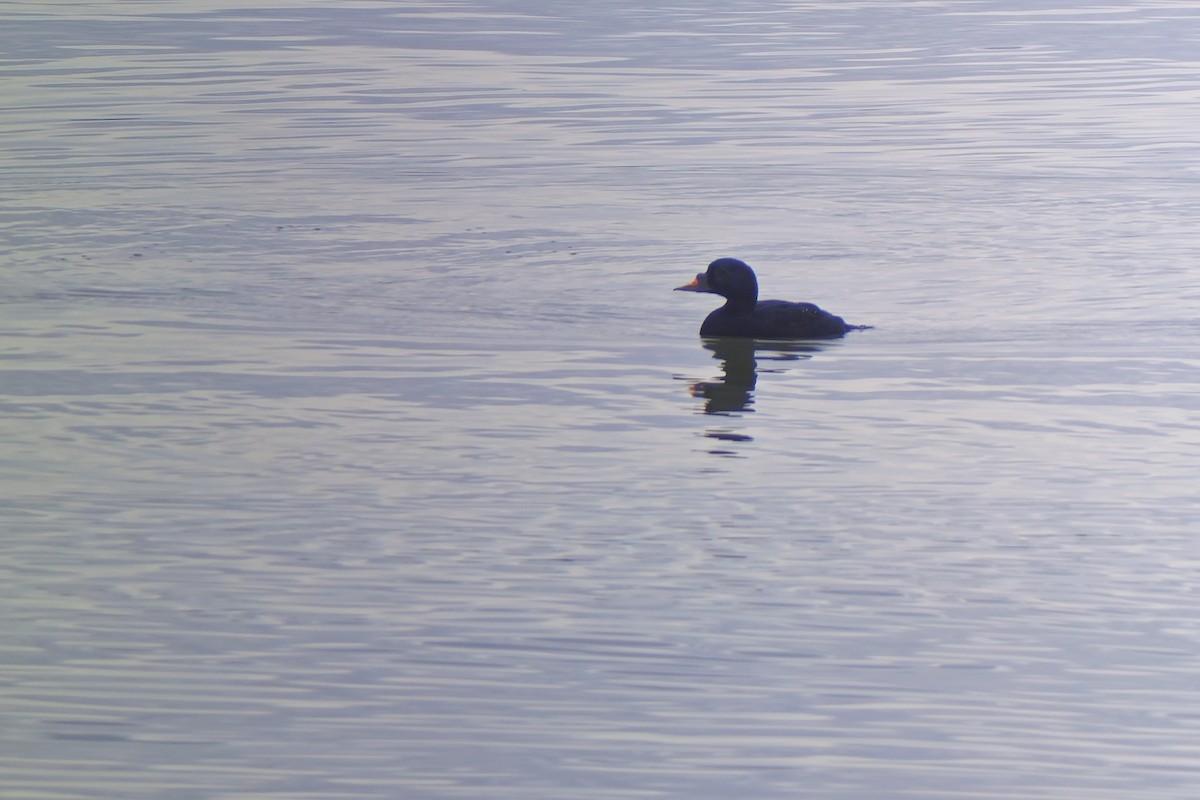 Common Scoter - ML611402535