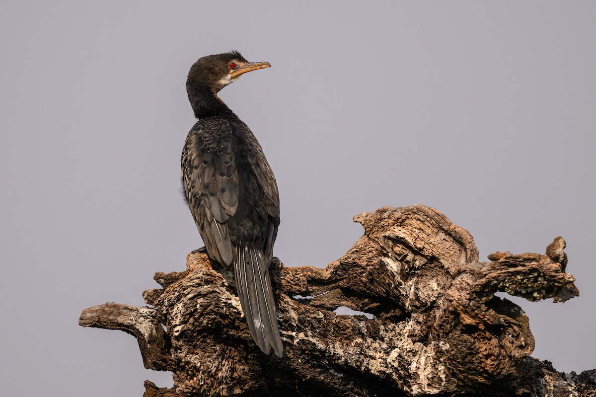 Long-tailed Cormorant - Stephen Davies