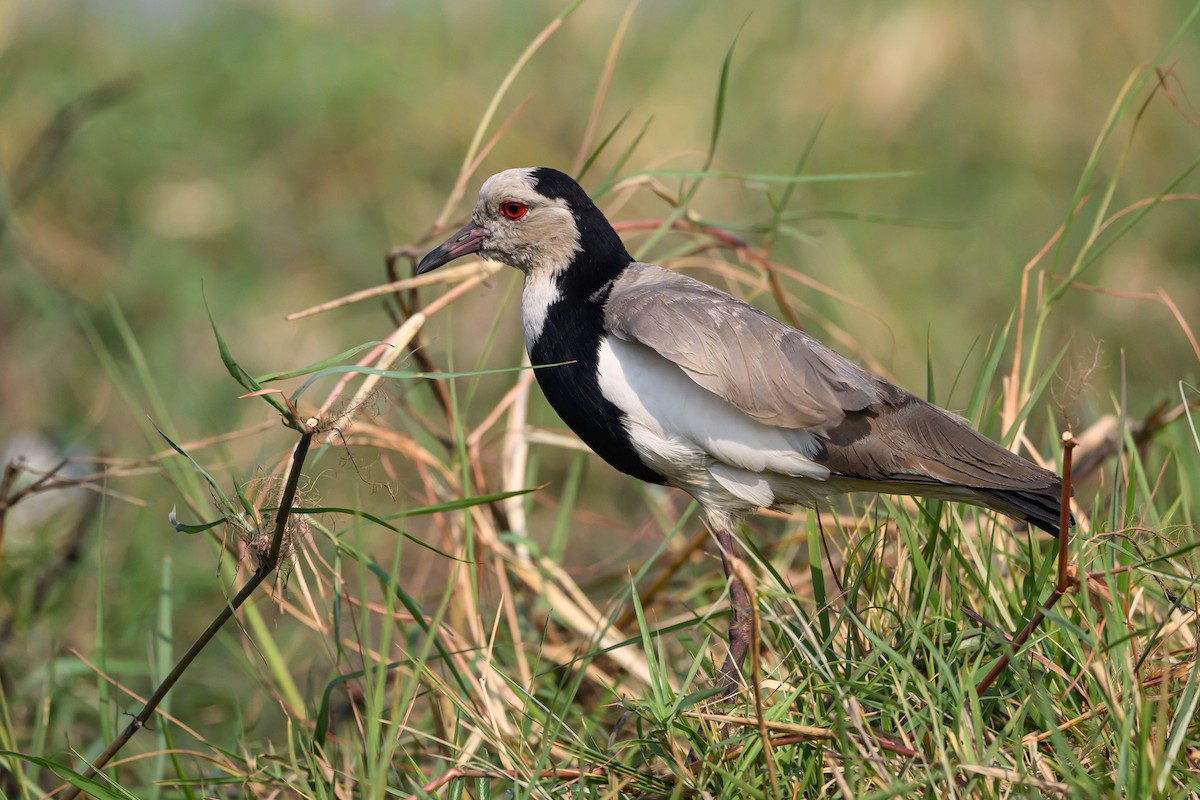 Long-toed Lapwing - Stephen Davies