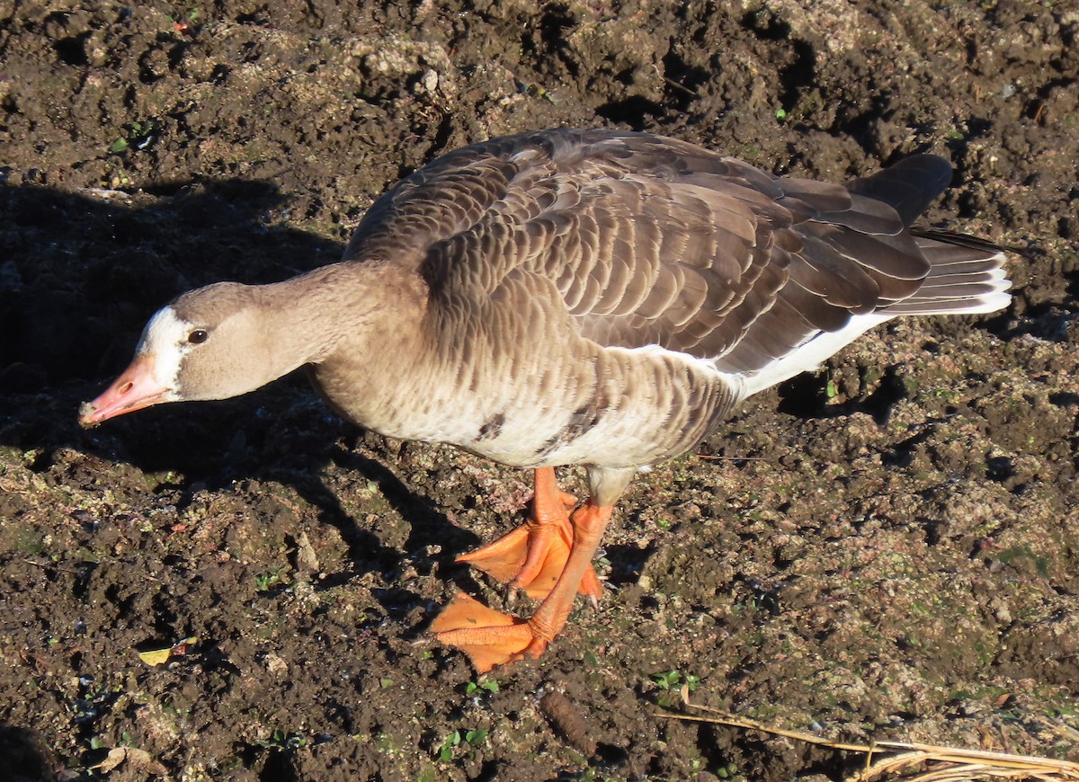 Greater White-fronted Goose - ML611402583