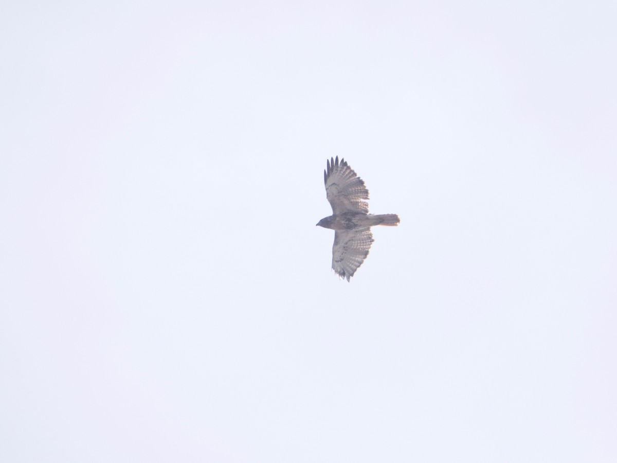 Red-tailed Hawk (abieticola) - ML611402585