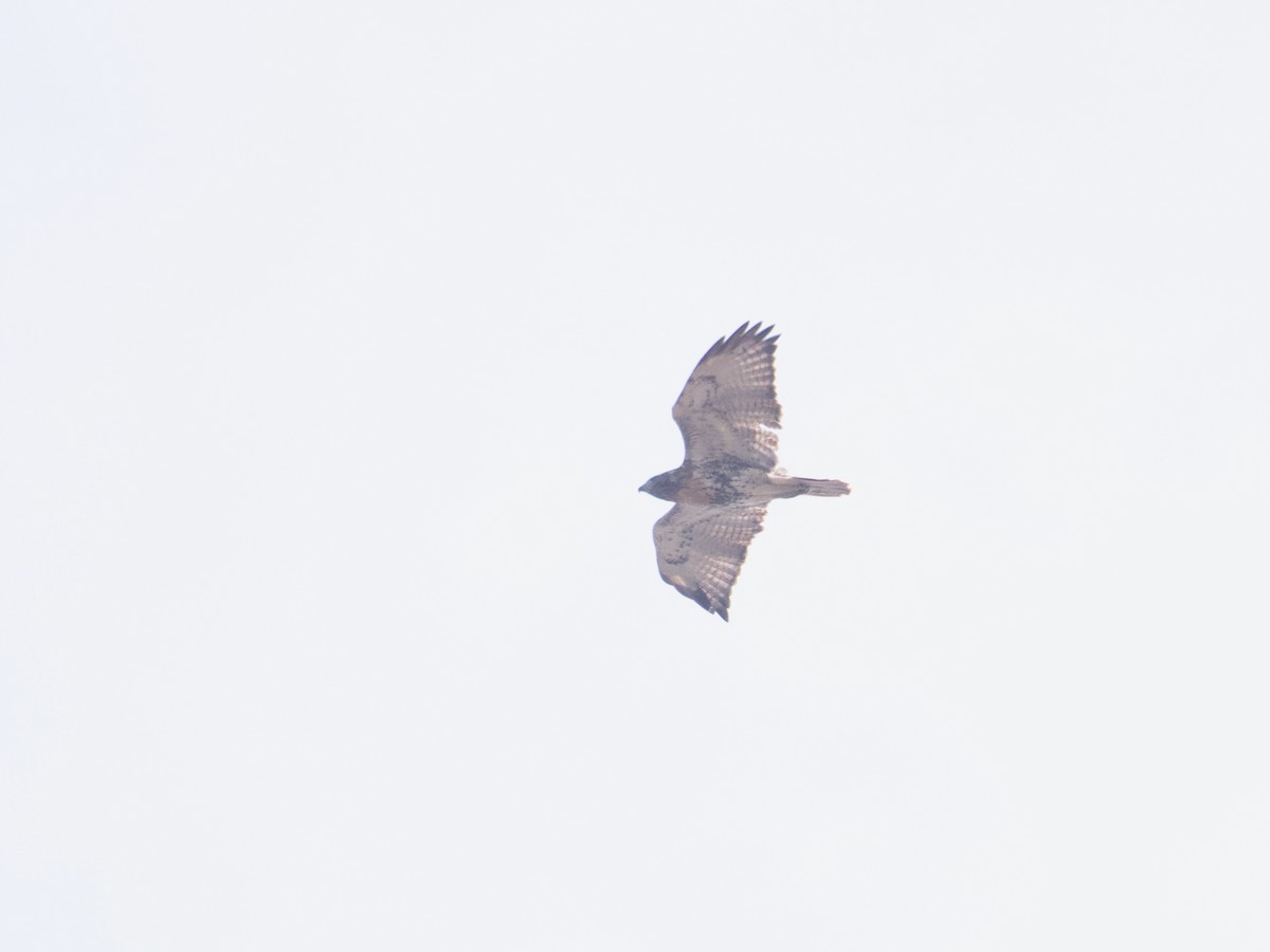 Red-tailed Hawk (abieticola) - ML611402586