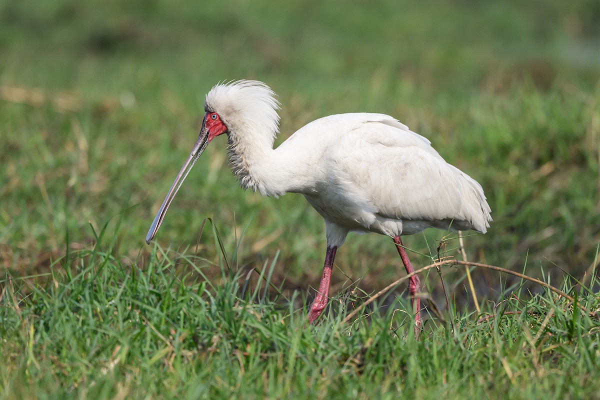 African Spoonbill - Stephen Davies