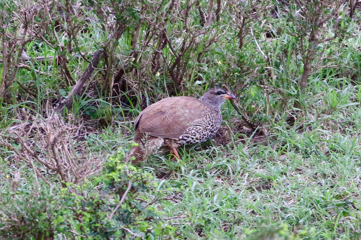 Hildebrandt's Spurfowl - ML611402697