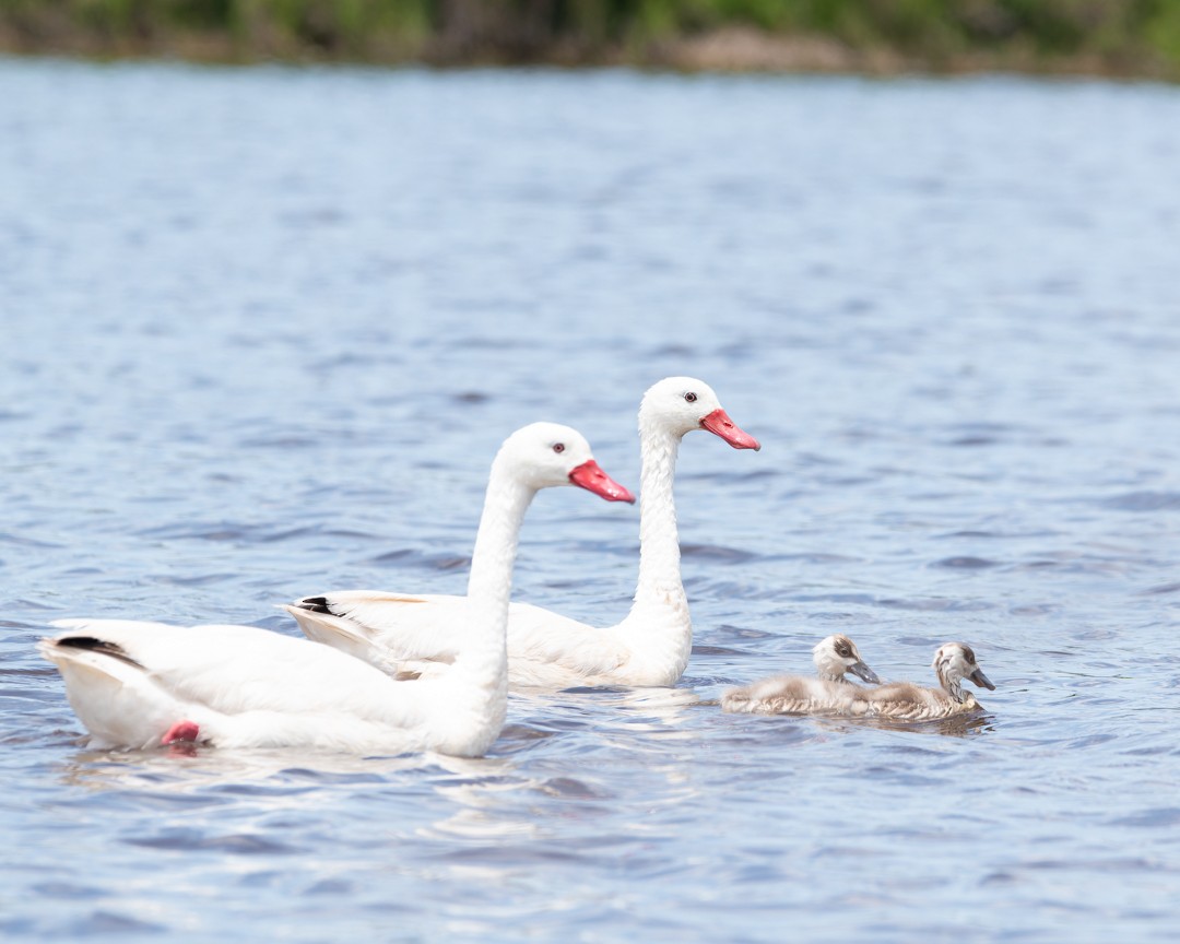 Coscoroba Swan - ML611402747
