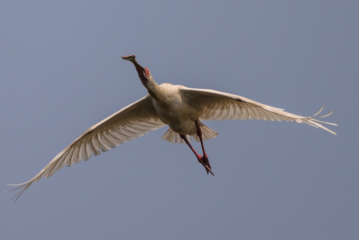 African Spoonbill - Stephen Davies