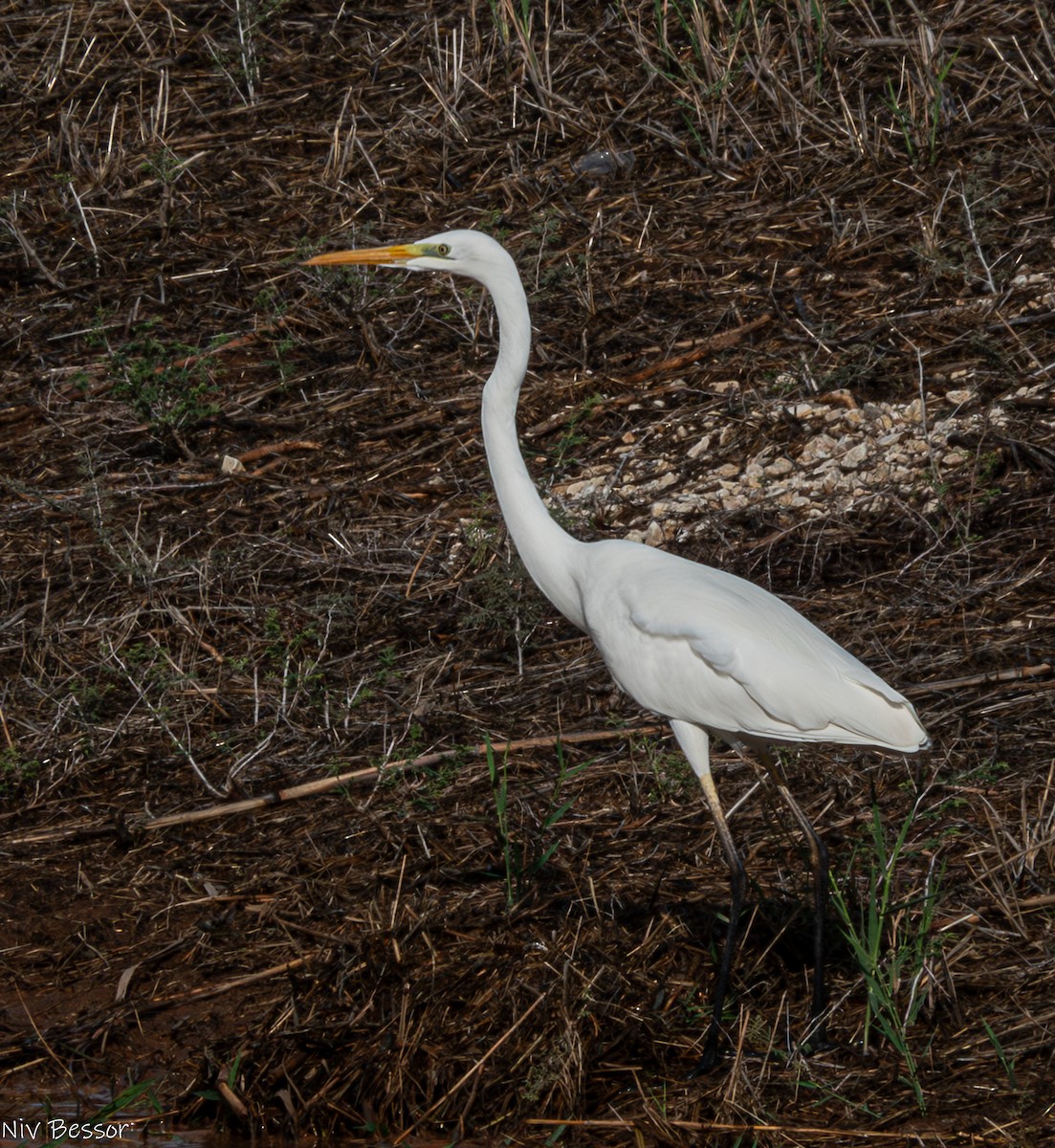 Great Egret - ML611402827