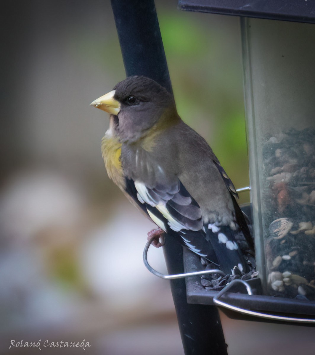 Evening Grosbeak - ML611402933