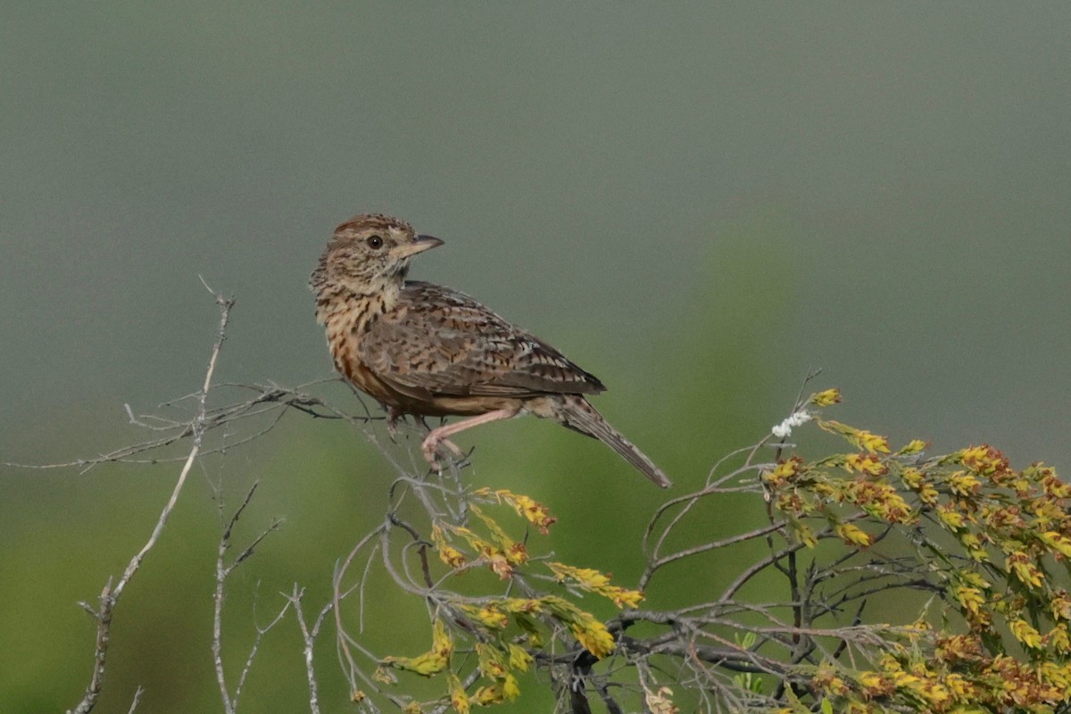 Cape Clapper Lark - Garret Skead