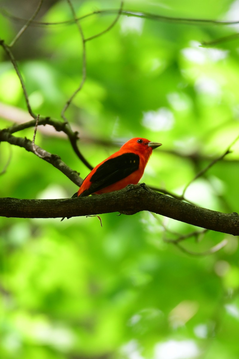 Scarlet Tanager - ML611403129