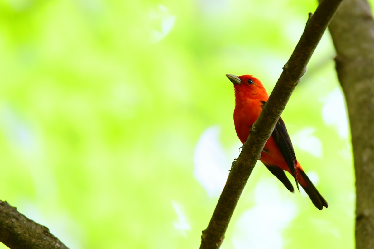 Scarlet Tanager - ML611403130