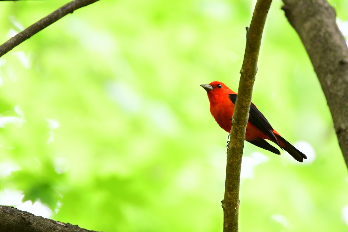 Scarlet Tanager - ML611403131