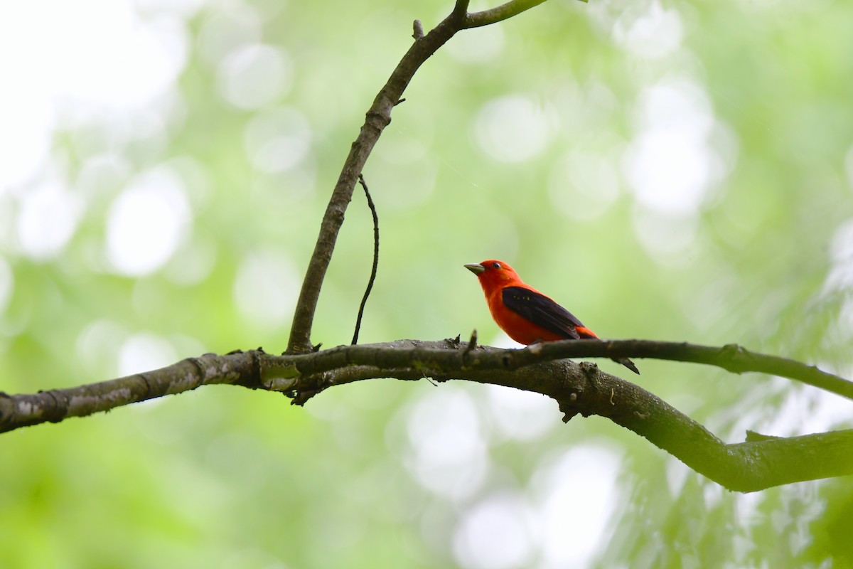 Scarlet Tanager - ML611403141